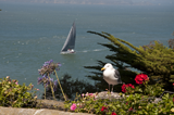 Bird and Boat