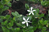 White Flowers