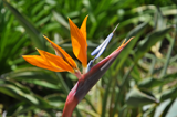 Bird of Paradise Plant