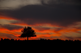 Sunset and Tree